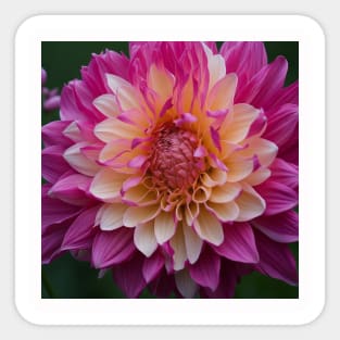 Dahlia flora Sticker